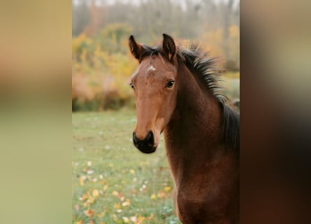 Hannoveriano, Semental, 1 año, Castaño