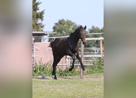 Hannoveriano, Semental, 1 año, Castaño