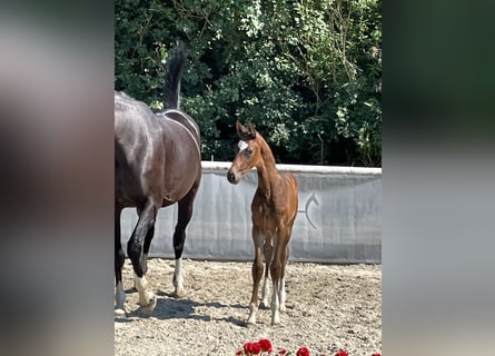 Hannoveriano, Semental, 1 año, Castaño