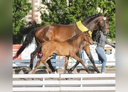 Hannoveriano, Semental, 1 año, Castaño