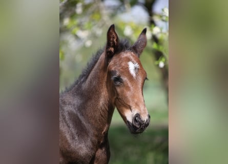 Hannoveriano, Semental, 1 año, Castaño