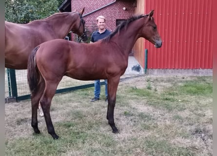 Hannoveriano, Semental, 1 año, Castaño