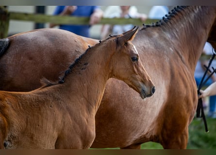 Hannoveriano, Semental, 1 año, Castaño