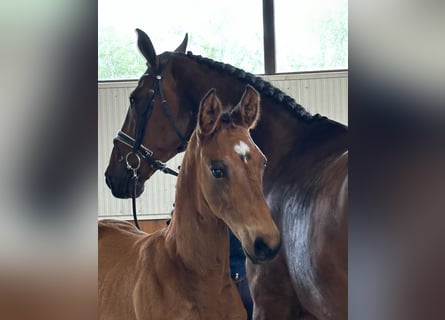 Hannoveriano, Semental, 1 año, Castaño