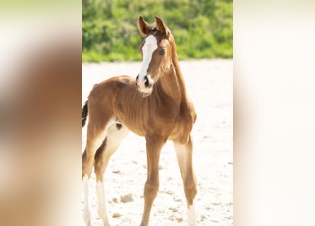Hannoveriano, Semental, 1 año, Castaño