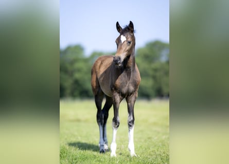 Hannoveriano, Semental, 1 año, Castaño oscuro