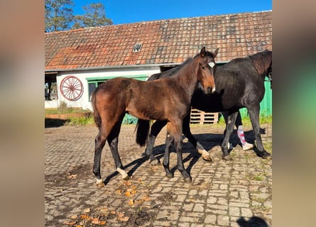Hannoveriano, Semental, 1 año, Castaño oscuro