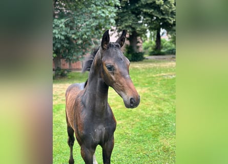 Hannoveriano, Semental, 1 año, Castaño oscuro