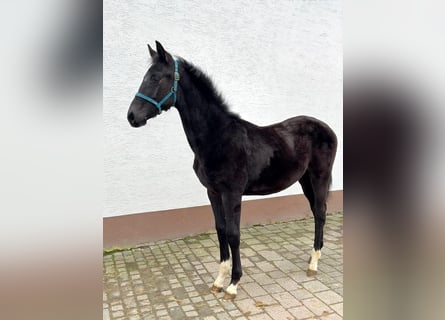 Hannoveriano, Semental, 1 año, Musgo