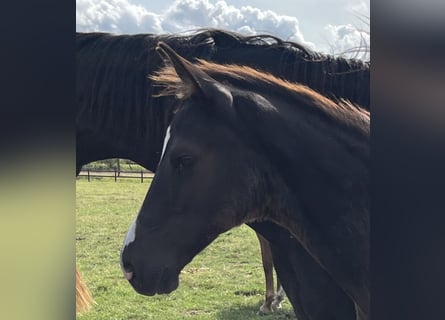 Hannoveriano, Semental, 1 año, Negro