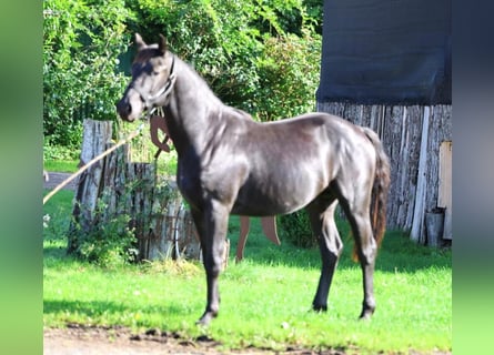 Hannoveriano, Semental, 2 años, 155 cm, Negro