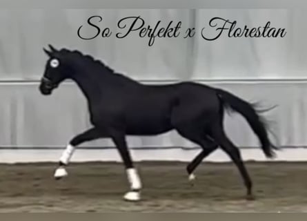 Hannoveriano, Semental, 2 años, 166 cm, Negro