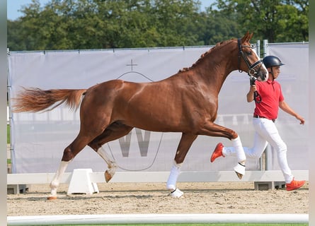 Hannoveriano, Semental, 2 años, 167 cm, Alazán-tostado