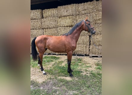 Hannoveriano, Semental, 2 años, 167 cm, Castaño