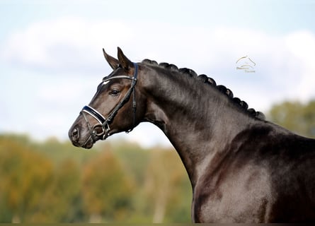 Hannoveriano, Semental, 2 años, 167 cm, Negro