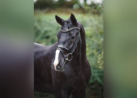 Hannoveriano, Semental, 2 años, 167 cm, Negro