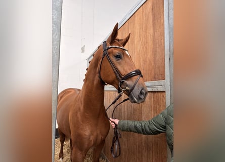Hannoveriano, Semental, 2 años, 173 cm, Alazán