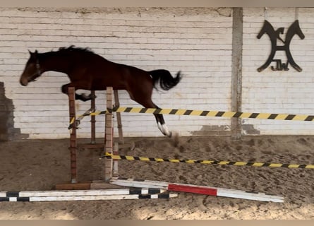 Hannoveriano, Semental, 2 años, 175 cm, Castaño