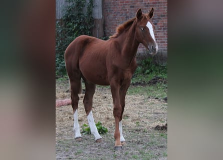 Hannoveriano, Semental, 2 años, Alazán