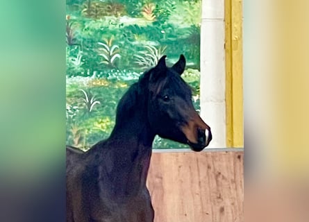 Hannoveriano, Semental, 2 años, Castaño oscuro