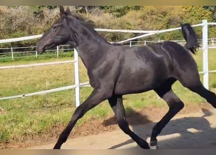 Hannoveriano, Semental, 2 años, Negro