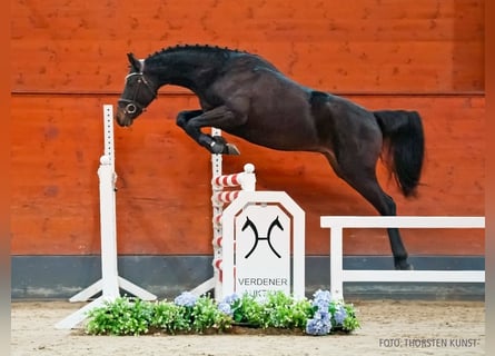 Hannoveriano, Semental, 3 años, 162 cm, Morcillo