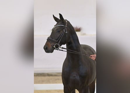 Hannoveriano, Semental, 3 años, 164 cm, Castaño oscuro