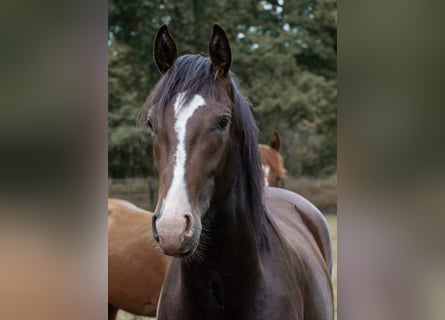 Hannoveriano, Semental, 3 años, 165 cm, Castaño oscuro