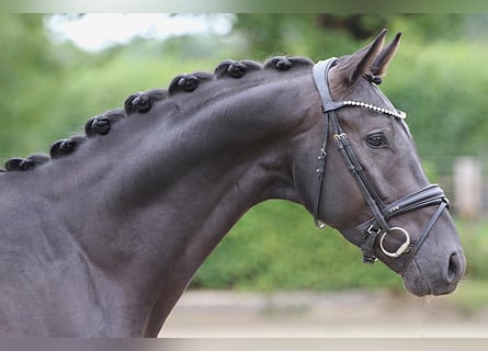 Hannoveriano, Semental, 3 años, 165 cm, Negro