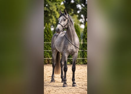 Hannoveriano, Semental, 3 años, 166 cm, Tordo rodado