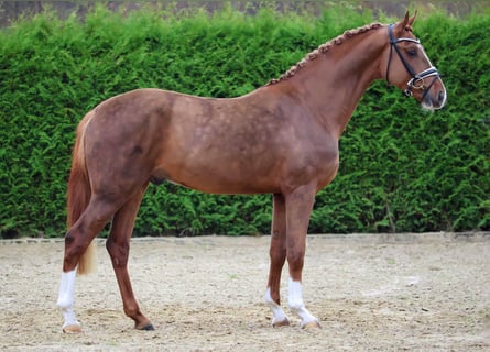 Hannoveriano, Semental, 3 años, 168 cm, Alazán