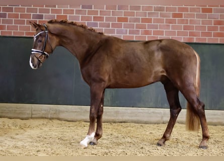 Hannoveriano, Semental, 3 años, 169 cm, Alazán-tostado