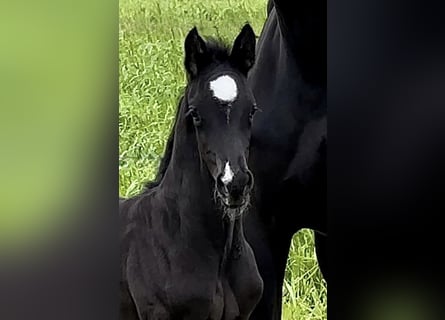 Hannoveriano, Semental, 3 años, 169 cm, Negro