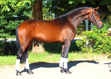 Hannoveriano, Semental, 3 años, 172 cm, Castaño