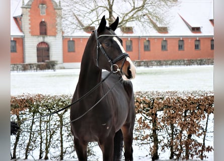 Hannoveriano, Semental, 3 años, 172 cm, Castaño oscuro