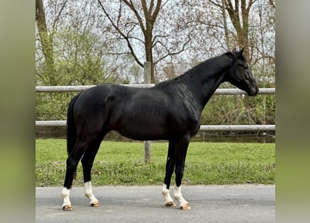 Hannoveriano, Semental, 3 años, Negro