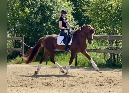 Hannoveriano, Semental, 4 años, 170 cm, Alazán