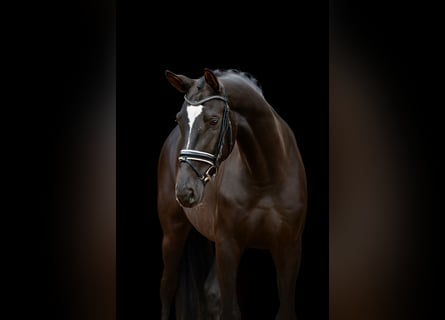 Hannoveriano, Semental, 4 años, 170 cm, Negro