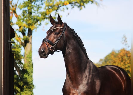 Hannoveriano, Semental, 4 años, 176 cm, Castaño oscuro