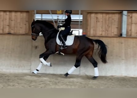 Hannoveriano, Semental, 4 años, 176 cm, Castaño oscuro