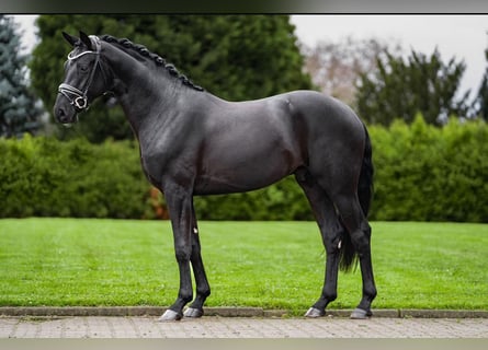 Hannoveriano, Semental, 5 años, 169 cm, Negro