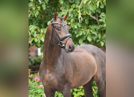 Hannoveriano, Semental, 6 años, 169 cm, Castaño oscuro