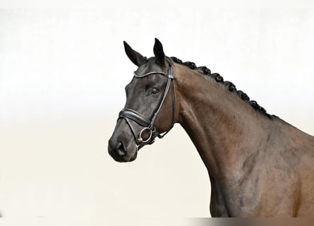 Hannoveriano, Semental, 6 años, 172 cm, Negro