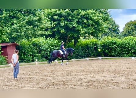 Hannoveriano, Semental, 6 años, 174 cm, Alazán-tostado