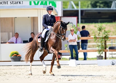 Hannoveriano, Semental, 11 años, 173 cm, Alazán