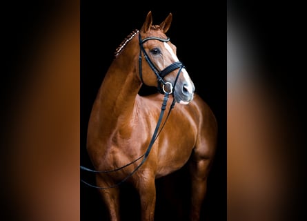 Hannoveriano, Semental, 21 años, 169 cm, Alazán