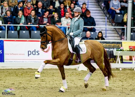 Hannoveriano, Semental, 9 años, 170 cm, Alazán