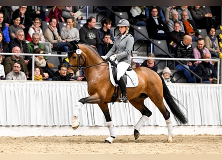 Hannoveriano, Semental, 8 años, 167 cm, Castaño