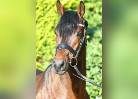 Hannoveriano, Semental, 12 años, 173 cm, Castaño