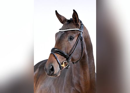 Hannoveriano, Semental, 2 años, 170 cm, Castaño